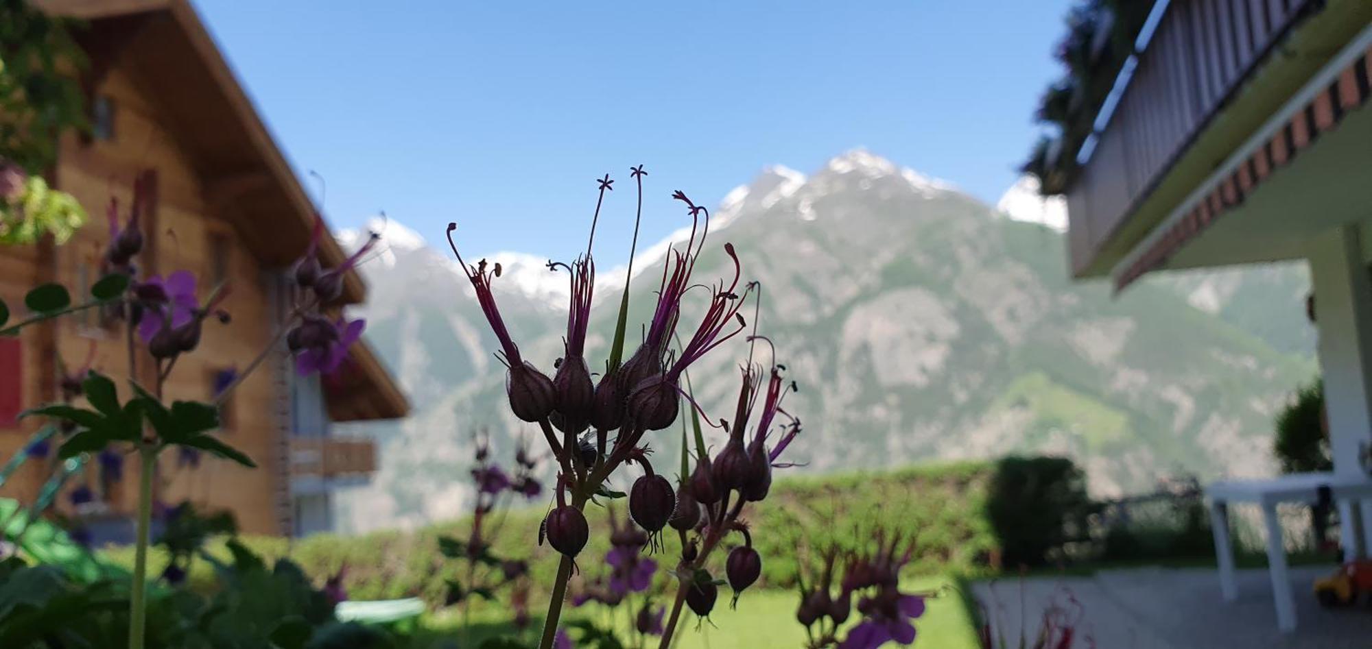 Chalet Schneevogul غراشن المظهر الخارجي الصورة